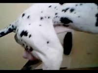 Dalmatian inserts its throbbing cock inside man